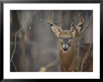 View Of A White-Tailed Deer (Odocoileus Virginianus) With Antlers by Michael Fay Pricing Limited Edition Print image