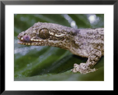 Extreme Close-Up Of A Gecko In The Rain Forest by Mattias Klum Pricing Limited Edition Print image