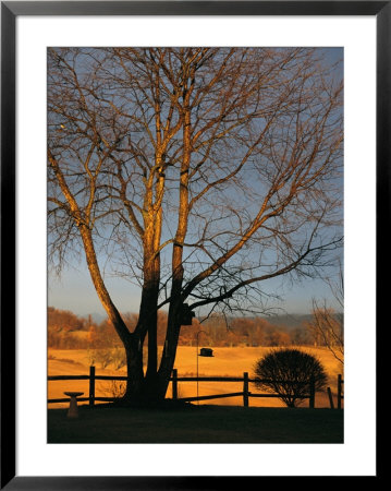 Cherry Tree In Waynesboro, Pennsylvania by Raymond Gehman Pricing Limited Edition Print image
