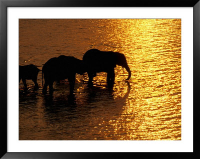 African Elephants, Okavango Delta, Botswana by Pete Oxford Pricing Limited Edition Print image