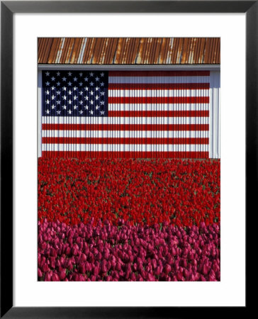 Us Flag On Barn And Tulip Field, Skagit Valley, Washington, Usa by William Sutton Pricing Limited Edition Print image