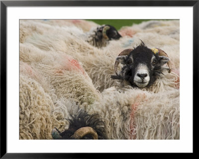 Ewes At Haresceugh Castle, Pennines, Cumbria, England, United Kingdom by James Emmerson Pricing Limited Edition Print image