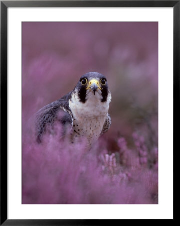 Peregrine Falcon, Falco Peregrinus Male Amongst Heather by Mark Hamblin Pricing Limited Edition Print image