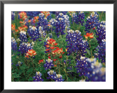 Paintbrush And Bluebonnets, Texas, Usa by Dee Ann Pederson Pricing Limited Edition Print image