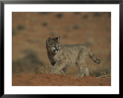 A Young Mountain Lion Walks In A Desert by Norbert Rosing Pricing Limited Edition Print image