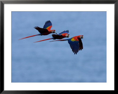 Three Scarlet Macaws (Ara Macao) In Flight, Blue Sky Background by Roy Toft Pricing Limited Edition Print image