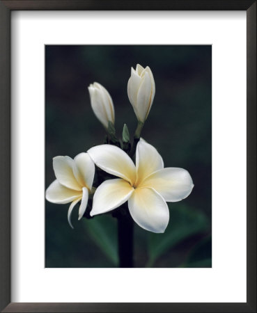 Close View Of A Delicated Plumeria Flower, Hawaii by Ira Block Pricing Limited Edition Print image