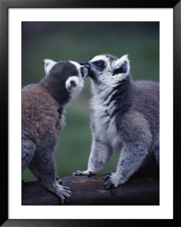Lemur Catta (Ringtail Lemur) by John Dominis Pricing Limited Edition Print image