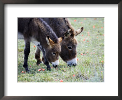 Donkeys, Mother And Her Foal Grazing, France by Alain Christof Pricing Limited Edition Print image