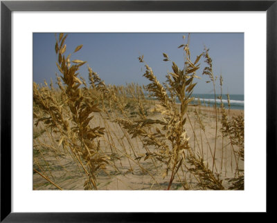 Sea Oats, Vital Plants That Anchor Sand Dunes, Blow In The Breeze by Stephen St. John Pricing Limited Edition Print image