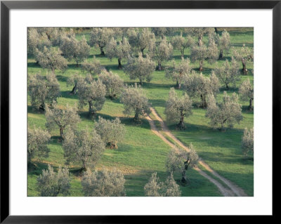 Elevated View Over Olive Trees In Olive Grove, Tuscany, Italy by Jean Brooks Pricing Limited Edition Print image