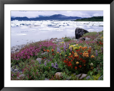 Wildflowers On Icebergs Of Russell Fjord Wilderness, Tongass National Forest, Alaska, Usa by Howie Garber Pricing Limited Edition Print image