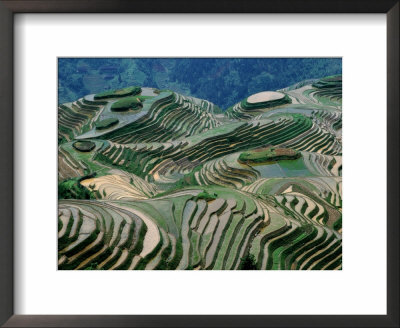 Mountainside Landscape Of Rice Terraces, China by Keren Su Pricing Limited Edition Print image