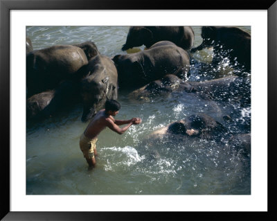 Elephants Bathing In The Maha Oya, Kegalle District, Sri Lanka by David Beatty Pricing Limited Edition Print image
