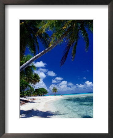 Palm Tree On Beach, French Polynesia by Jean-Bernard Carillet Pricing Limited Edition Print image