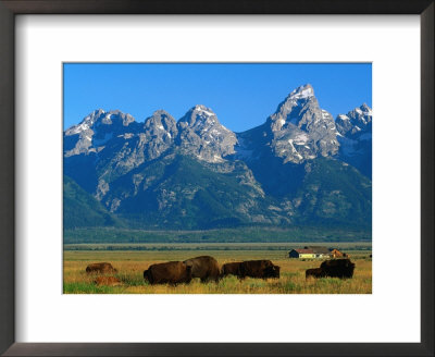 Teton Range Overlooking Bisons Grazing At Jackson Hole, Grand Teton National Park, Usa by John Elk Iii Pricing Limited Edition Print image