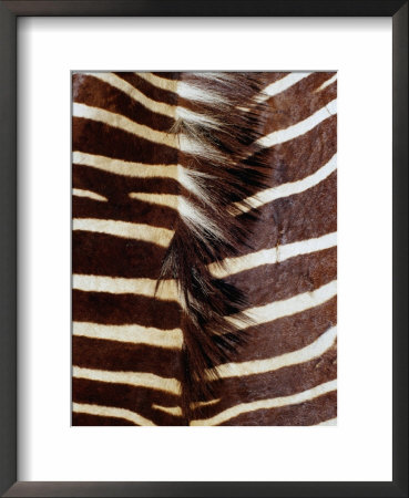 Zebra Skin Detail, Durban, Kwazulu-Natal, South Africa by Richard I'anson Pricing Limited Edition Print image
