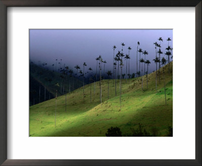 The Colombian National Tree Palma De Cera, Armenia, Colombia by Krzysztof Dydynski Pricing Limited Edition Print image