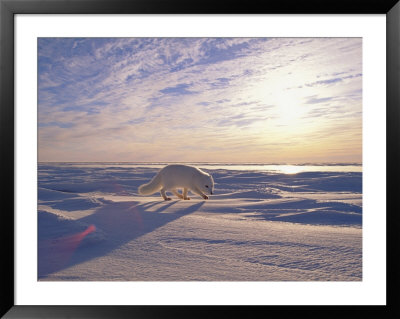 Arctic Fox by Paul Nicklen Pricing Limited Edition Print image