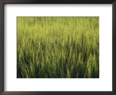 A Lush Patch Of Aquatic Grasses In A Marsh by Heather Perry Pricing Limited Edition Print image
