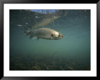 A Rainbow Trout Tries To Spit Out A Fly Underwater In Dogwood Canyon by Stephen Alvarez Pricing Limited Edition Print image