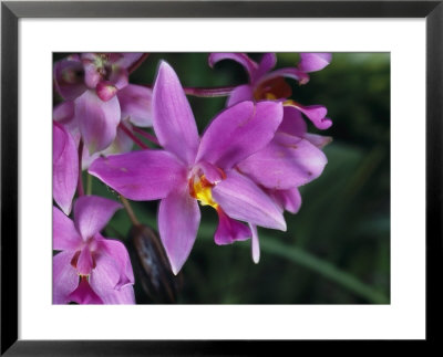 Cluster Of Purple Orchids Of The Spathoglottis Type by Tim Laman Pricing Limited Edition Print image