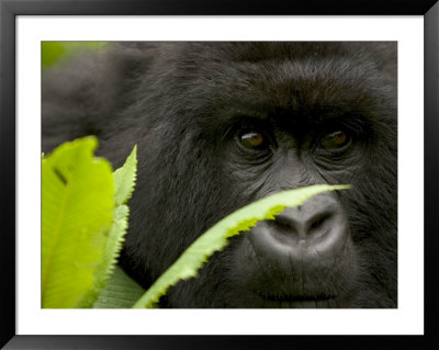 Mountain Gorilla (Gorilla Gorilla Beringei)Behind Green Leaves by Roy Toft Pricing Limited Edition Print image