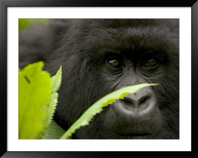 Mountain Gorilla (Gorilla Gorilla Beringei)Behind Green Leaves by Roy Toft Pricing Limited Edition Print image