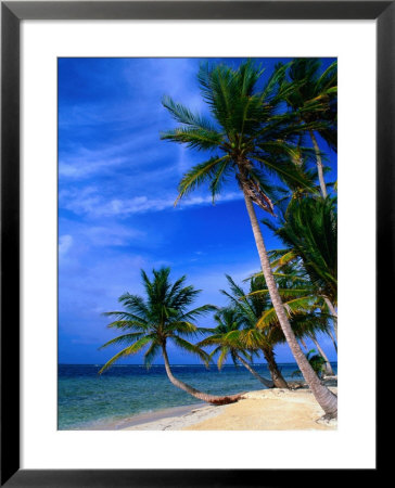 Palm Trees On Island Beach, Panama by Alfredo Maiquez Pricing Limited Edition Print image