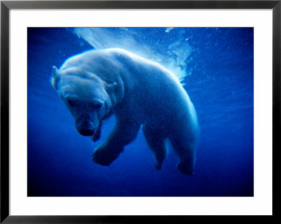 Polar Bear (Ursus Maritimus ) Underwater, U.S.A. by Mark Newman Pricing Limited Edition Print image