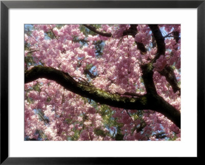 Cherry Blossom Tree In Bloom, Tokyo, Japan by Nancy & Steve Ross Pricing Limited Edition Print image
