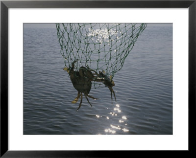 Two Blue Crabs Caught In A Net by Stacy Gold Pricing Limited Edition Print image