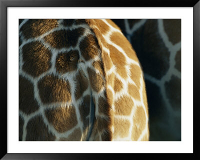 Close View Of A Reticulated Giraffes Hind Parts by Joel Sartore Pricing Limited Edition Print image