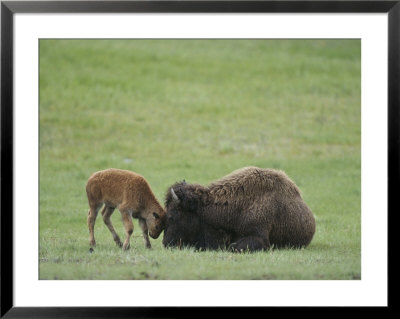 American Bison Calf Playfully Butts Heads With Mother by Norbert Rosing Pricing Limited Edition Print image