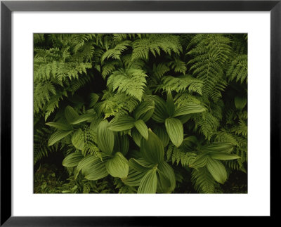 A Close View Of Ferns And Hellebore by Raymond Gehman Pricing Limited Edition Print image