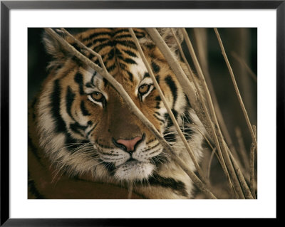 A Captive Tiger Shows A Formidable Expression by Roy Toft Pricing Limited Edition Print image
