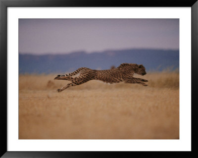 A Cheetah With Limbs Parallel To The Ground While In Full Sprint by Chris Johns Pricing Limited Edition Print image