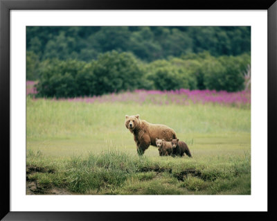 An Alaskan Brown Bear Keeps An Eye On Her Cubs by Roy Toft Pricing Limited Edition Print image