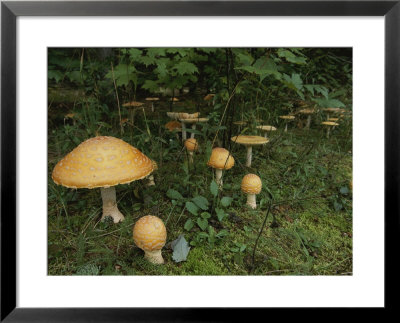 Forest Mushrooms Sprout Up On The Grassy Forest Floor by Michael S. Lewis Pricing Limited Edition Print image