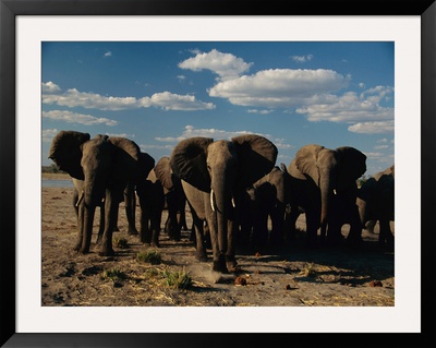 Herd Of African Elephants Moving Across The Plain by Beverly Joubert Pricing Limited Edition Print image