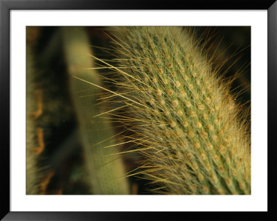 Close-Up View Of Needles On A Cactus by Todd Gipstein Pricing Limited Edition Print image