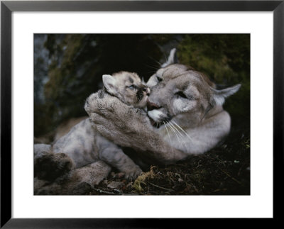 Mother Mountain Lion, Felis Concolor, Grooms A Two-Week-Old Kitten by Jim And Jamie Dutcher Pricing Limited Edition Print image