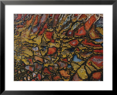Close View Of A Fossil by David Boyer Pricing Limited Edition Print image