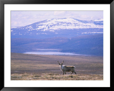 Caribou (Rangifer Tarandus) In The Alaska Range by Rich Reid Pricing Limited Edition Print image