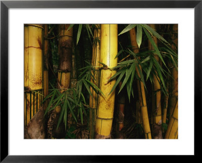 A Bamboo Thicket by Steve Winter Pricing Limited Edition Print image