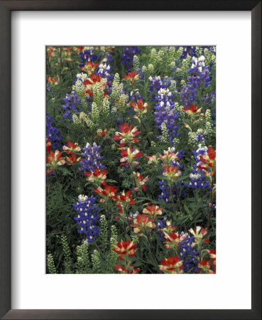 Paintbrush And Bluebonnets, West Of Marble Falls, Texas, Usa by Darrell Gulin Pricing Limited Edition Print image