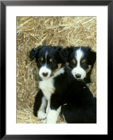 Border Collie Puppies, Sat Amongst Straw Bales by Mark Hamblin Pricing Limited Edition Print image