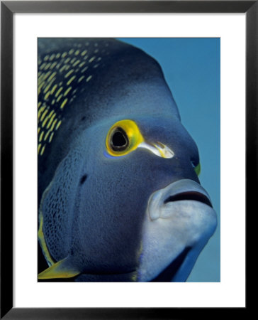 French Angelfish Of The Cayman Islands by Georgienne Bradley Pricing Limited Edition Print image
