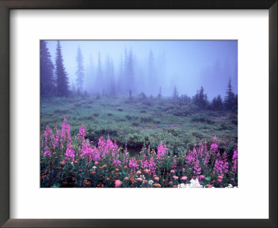 Foggy Alpine Meadow, Mt. Rainier National Park, Washington, Usa by Janell Davidson Pricing Limited Edition Print image