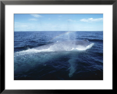 Blue Whale, Blowing, Sea Of Cortez by Mark Jones Pricing Limited Edition Print image